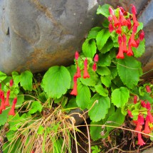 Red flowers